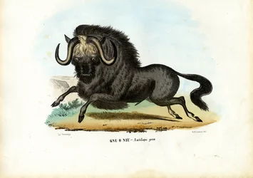 Schwarzes Gnu, 1863-79